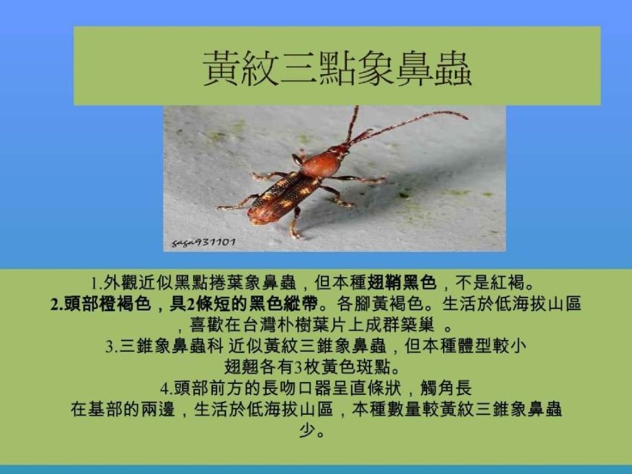 精品课件-象鼻虫的生态_第4页