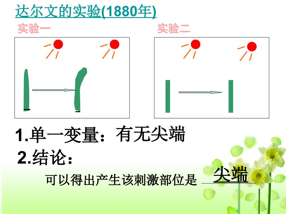 植物生长素发现(公开课)_第4页