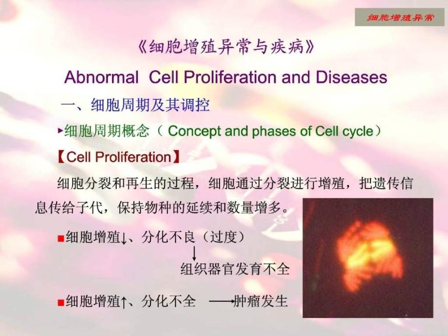 细胞增殖、分化、凋亡异常与疾病_第4页