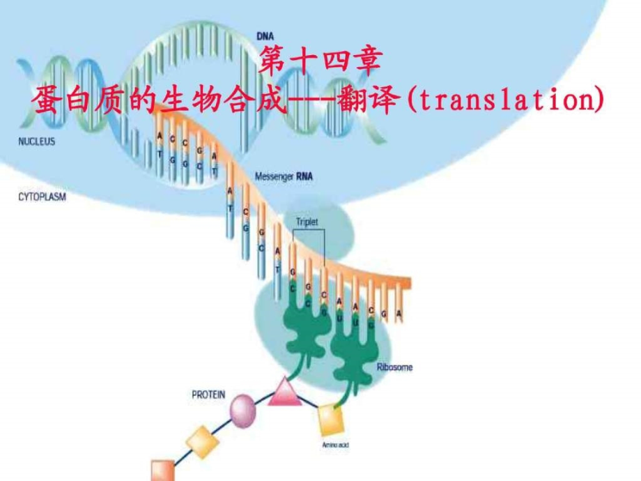 蛋白质的合成-翻译_第1页