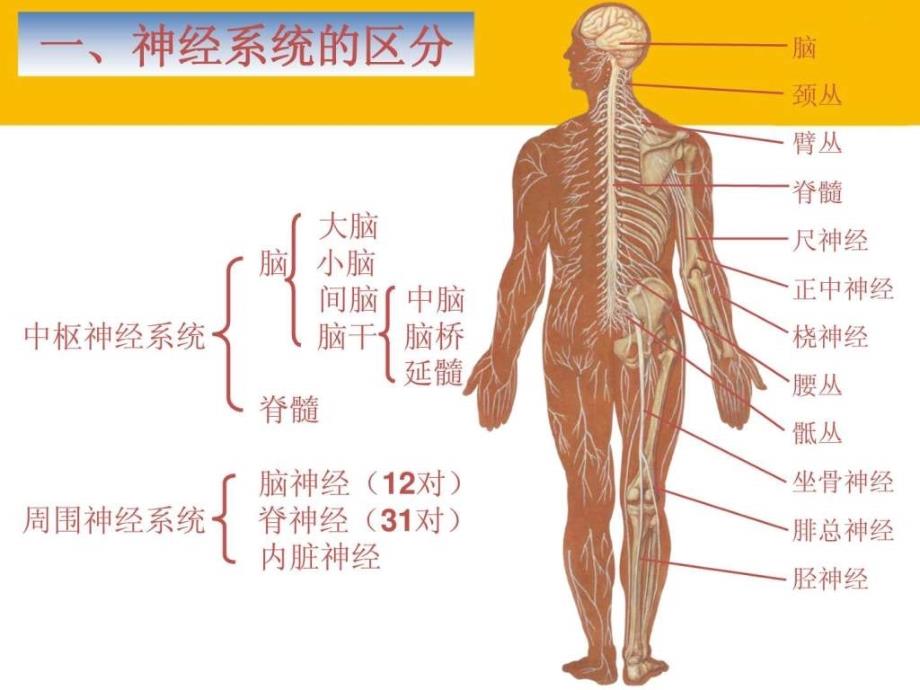 系统解剖学神经系统总论ppt_第4页