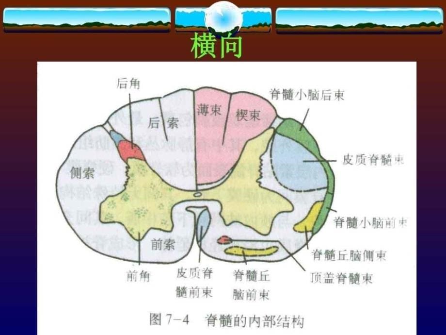 脊髓疾病 王永刚_第5页