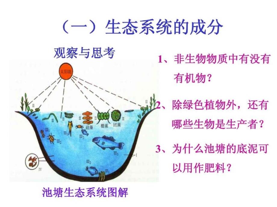 精品课件-生态系统的结构_第2页