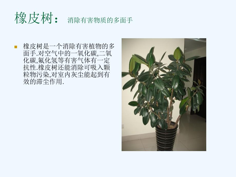 室内养花18种_绿色植物_盆花_常见室内植物_第3页