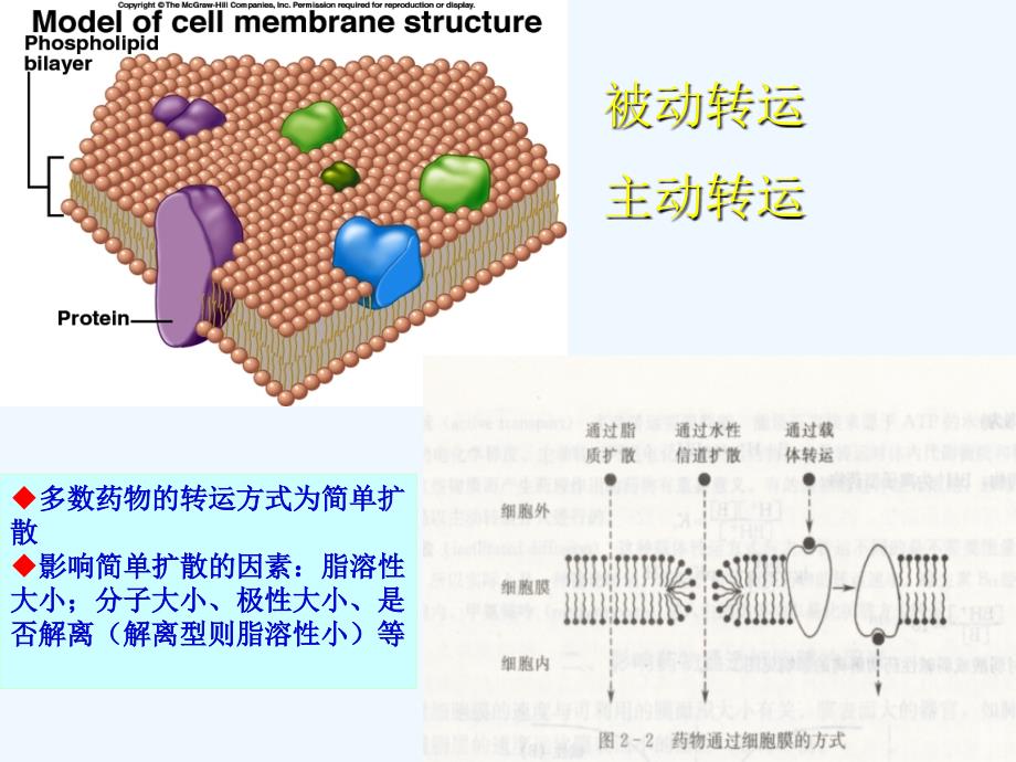 药物代谢动力学--北京大学医学部_第4页