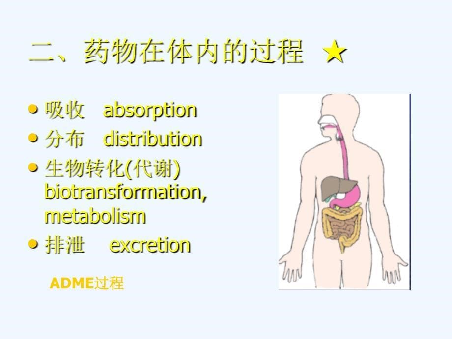 药物代谢动力学--北京大学医学部_第5页