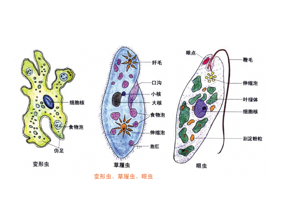 网上下载   人教版高中生物必修一(全套)课件_第4页