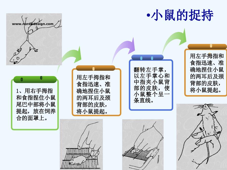 动物实验操作基本方法_第4页