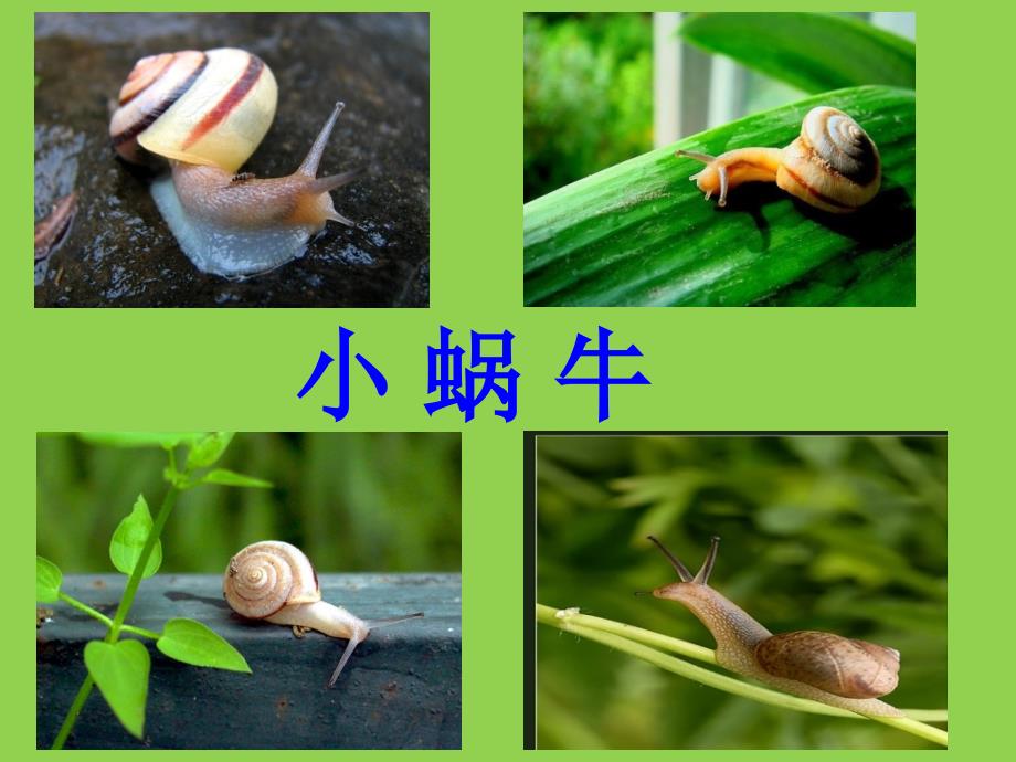 新人教版(部编版)小学语文一年级上册《小蜗牛》_第2页