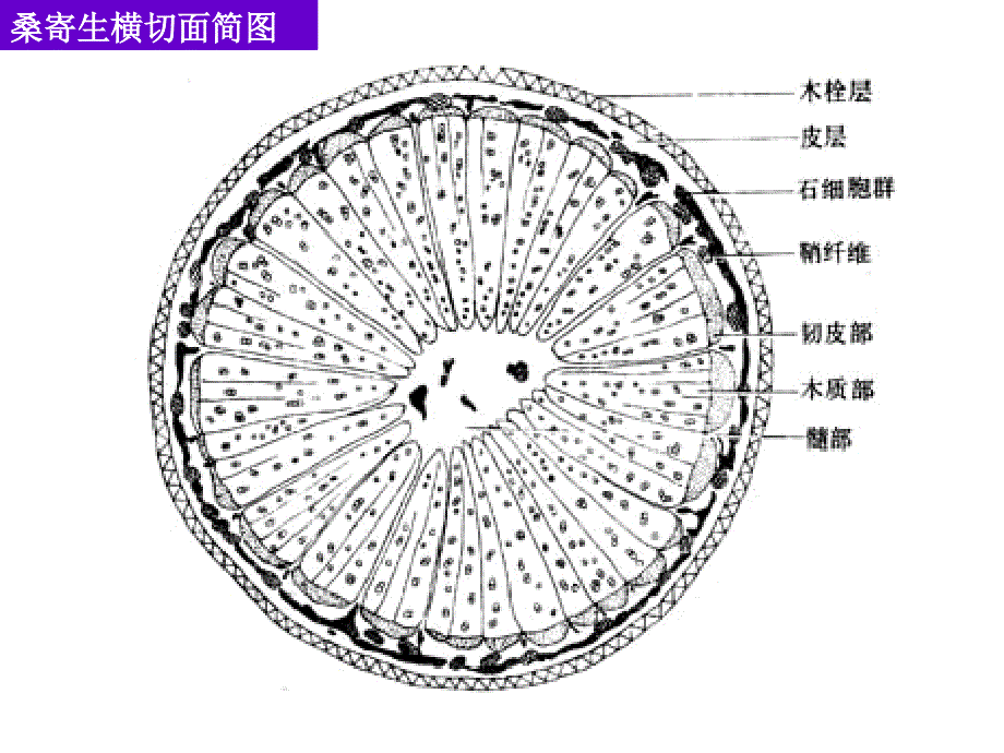 1.桑寄生_第4页