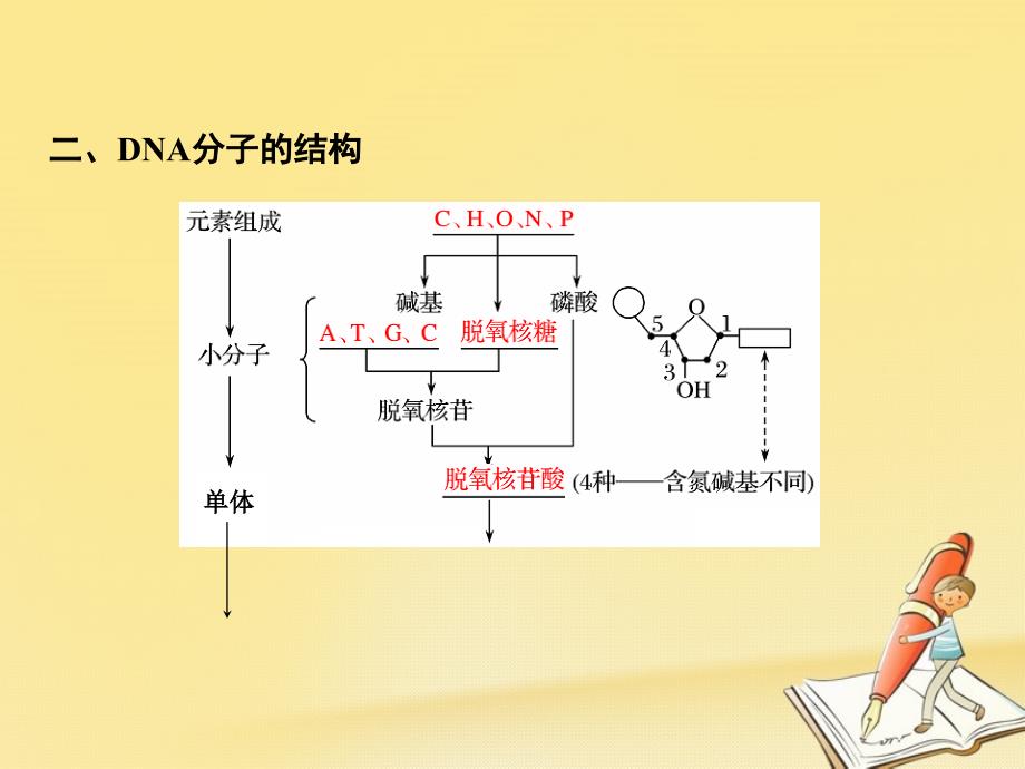 高中生物 第四章 遗传的分子基础 第12课时 dna分子的结构课件 苏教版必修_第3页