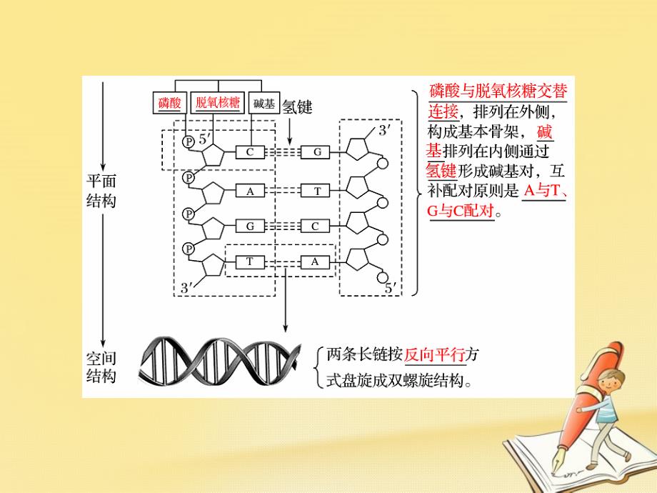 高中生物 第四章 遗传的分子基础 第12课时 dna分子的结构课件 苏教版必修_第4页