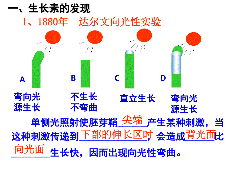 植物的激素调节一轮复习(自制)_第4页