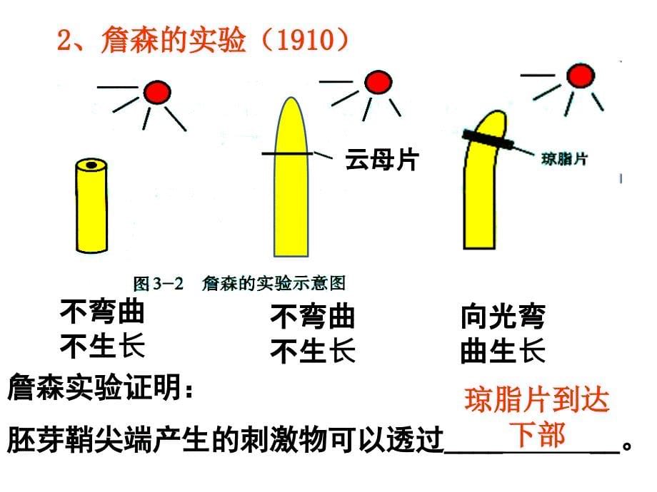 植物的激素调节一轮复习(自制)_第5页