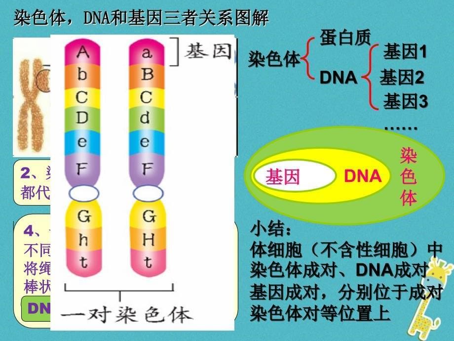 八年级生物下册 7_2_2基因在亲子代间的传递教学课件 （新版）新人教版_第5页