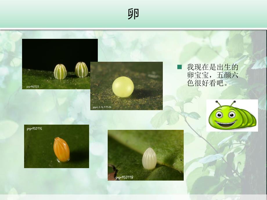 毛毛虫的演变过程_第3页