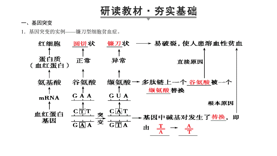 基因突变和基因重组一轮知识点_第3页