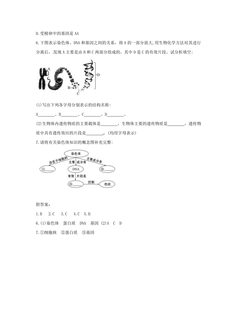 八年级生物下册 7_2_2基因在亲子代间的传递导学案（答案不全）（新版）新人教版_第3页