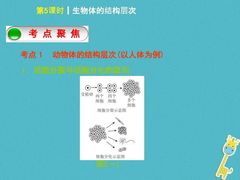 中考生物第二单元生物体的结构层次第5课时生物体的结构层次课件_第2页