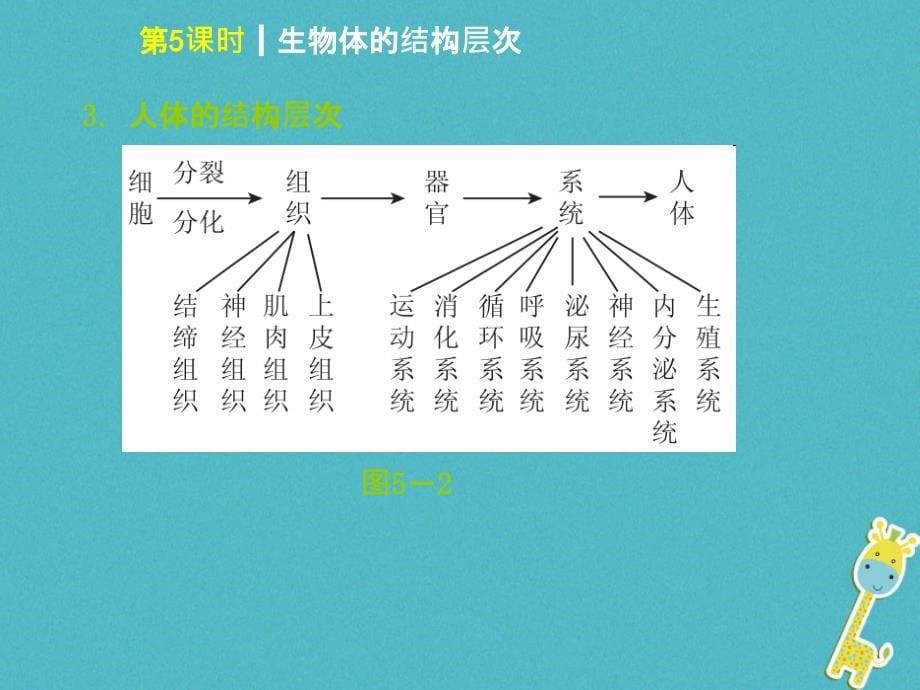 中考生物第二单元生物体的结构层次第5课时生物体的结构层次课件_第5页