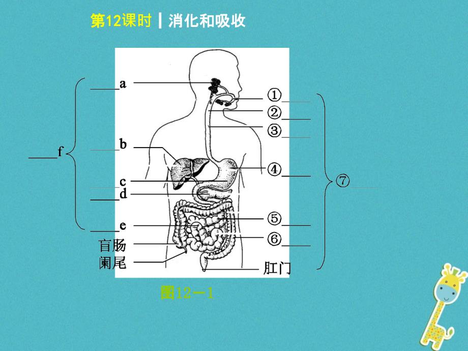 中考生物第四单元生物圈中的人第12课时消化和吸收课件_第3页