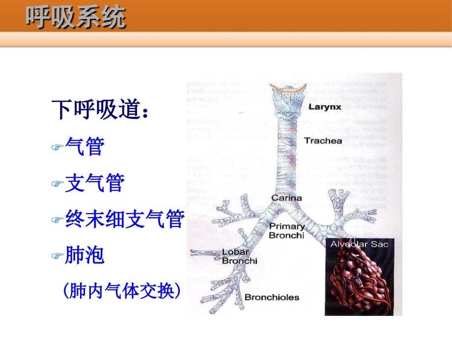 呼吸生理与呼吸参数调置_第5页