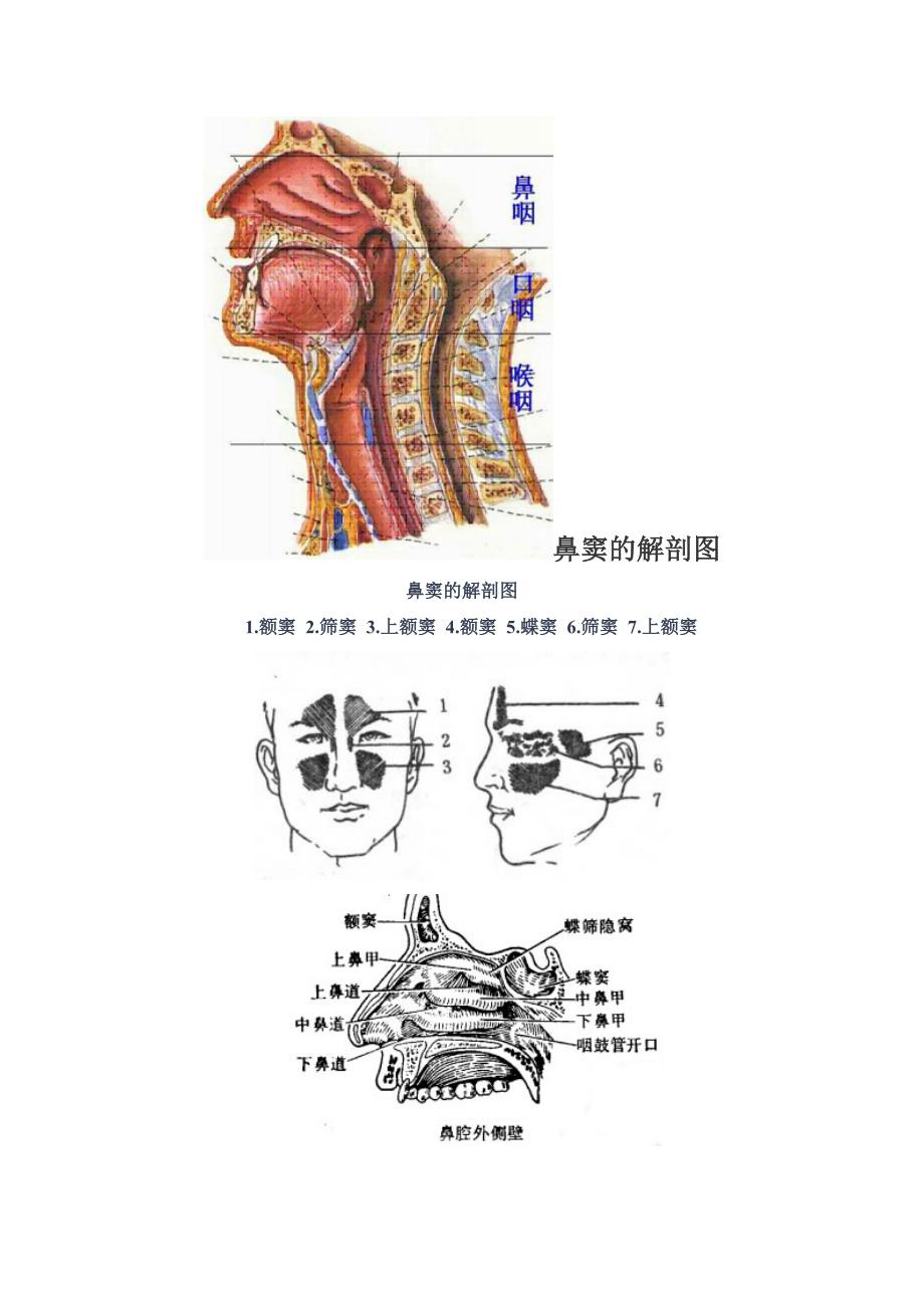 鼻窦的解剖_第1页