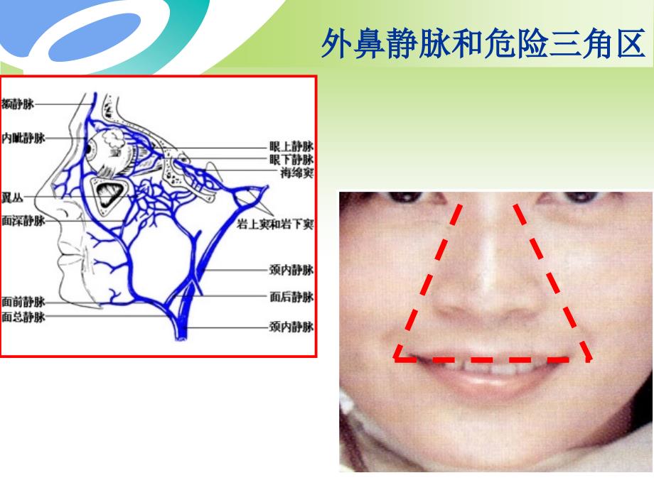 鼻的解剖_第4页