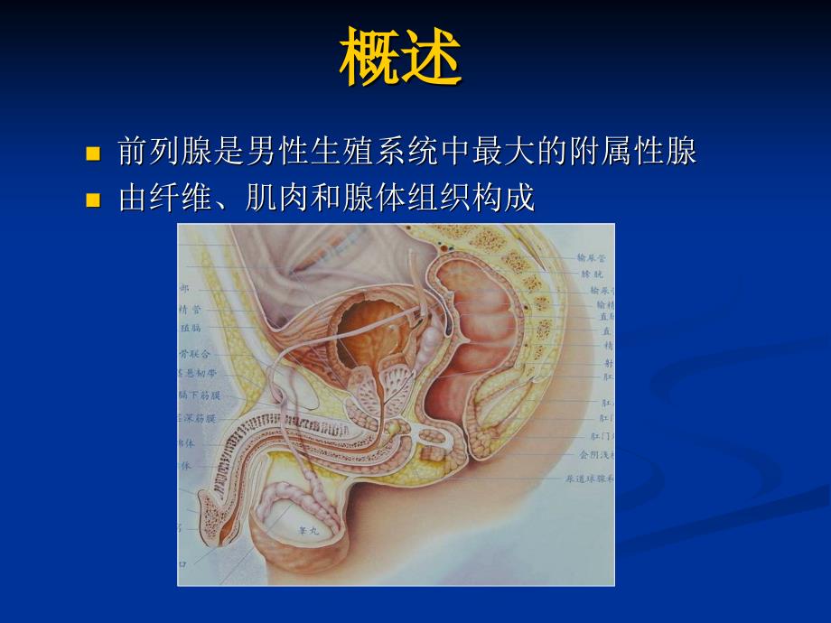 前列腺癌mri诊断标准与分级_第2页