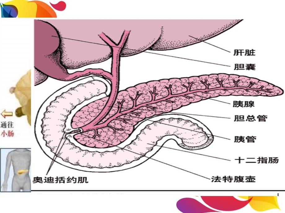 胰腺的解剖与生理功能_第2页