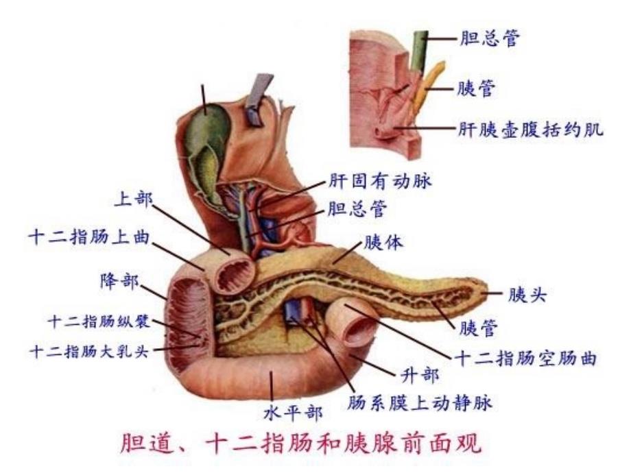 胰腺的解剖与生理功能_第4页