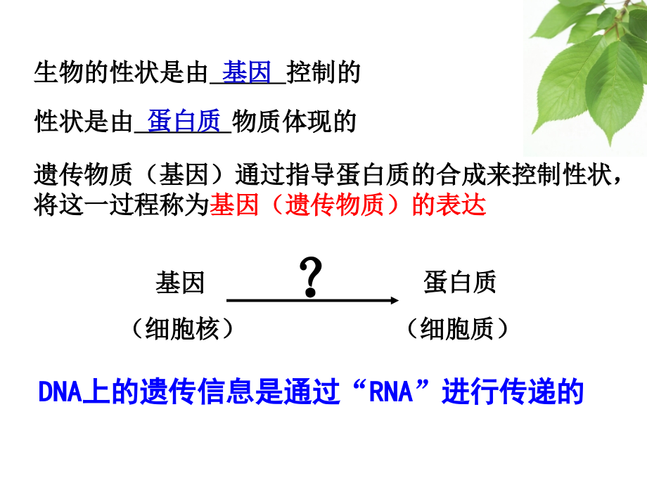 遗传信息的表达 ——rna和蛋白质的合成_第4页