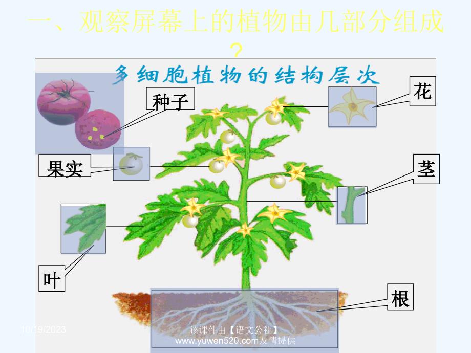 初一生物新课标人教版生态系统之丰富多彩的植物世界】_第4页