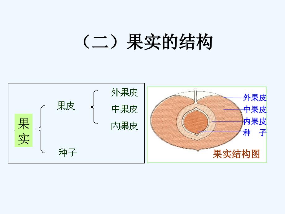 植物的繁殖+06果实_第3页