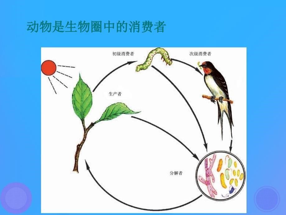 八年级生物上册 17.1《动物在生物圈中的作用》课件4 （新版）北师大版_第5页