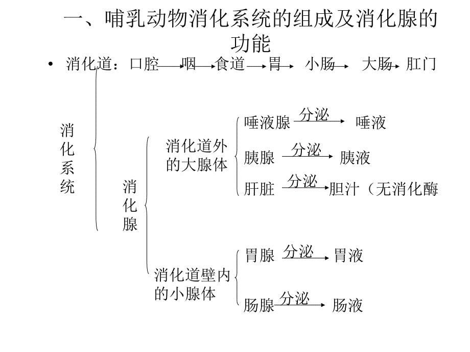 人与动物三大营养物质代谢_第5页