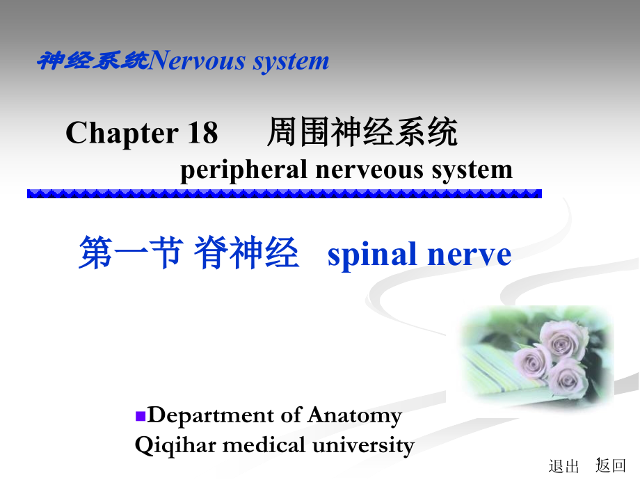 spinalnerve周围神经系统_第1页