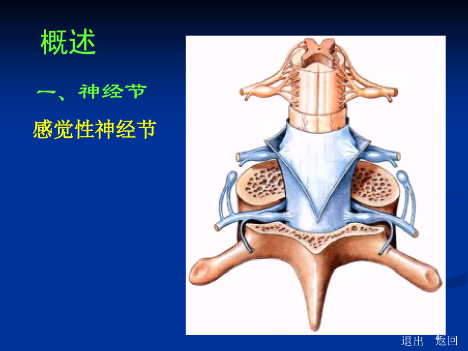 spinalnerve周围神经系统_第4页