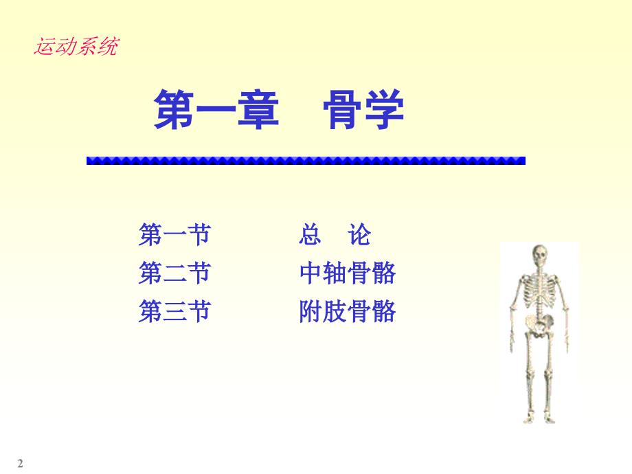 人体解剖学——骨学：颅骨,躯干骨,四肢骨等_第2页