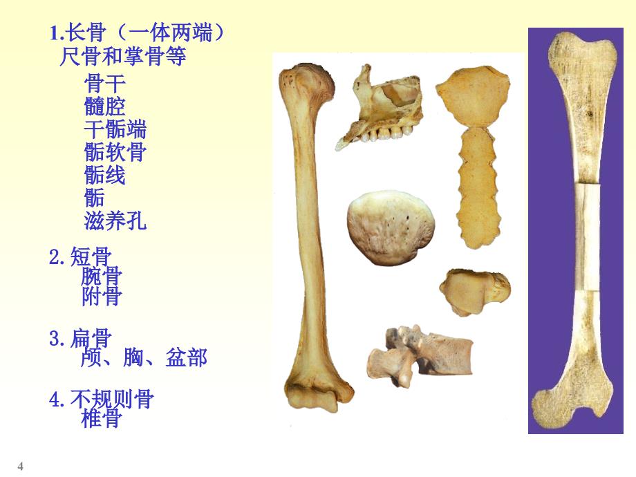 人体解剖学——骨学：颅骨,躯干骨,四肢骨等_第4页