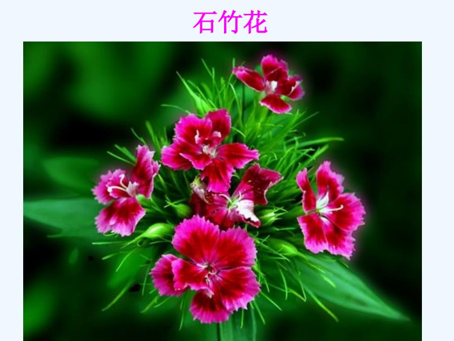 花卉欣赏——石竹花_第1页