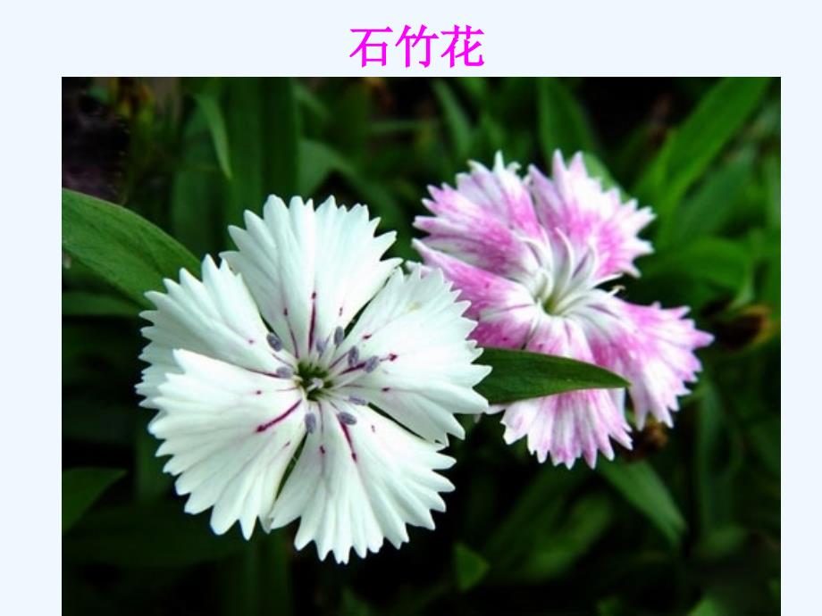 花卉欣赏——石竹花_第2页