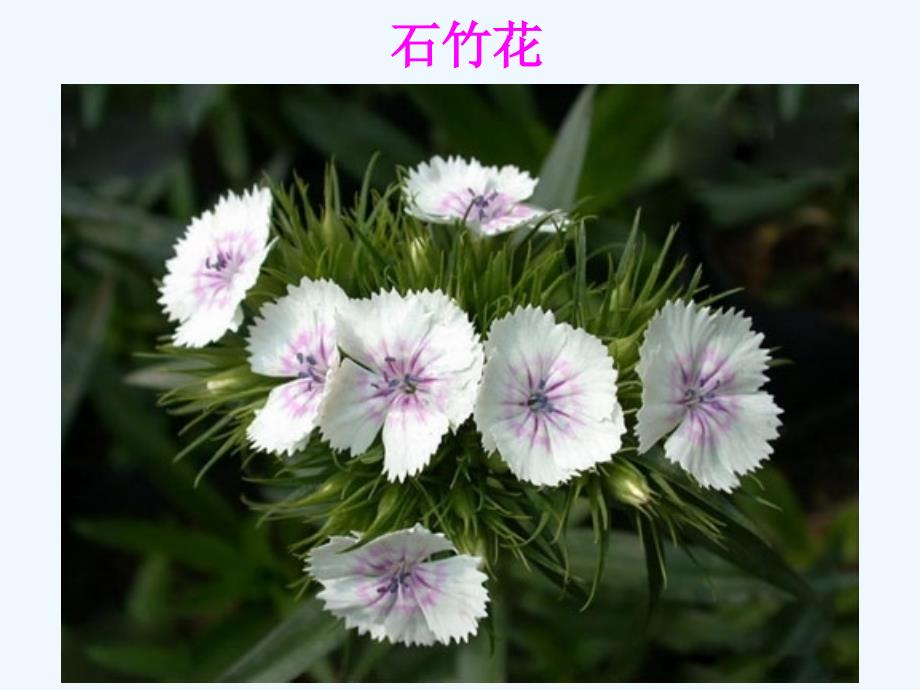 花卉欣赏——石竹花_第3页