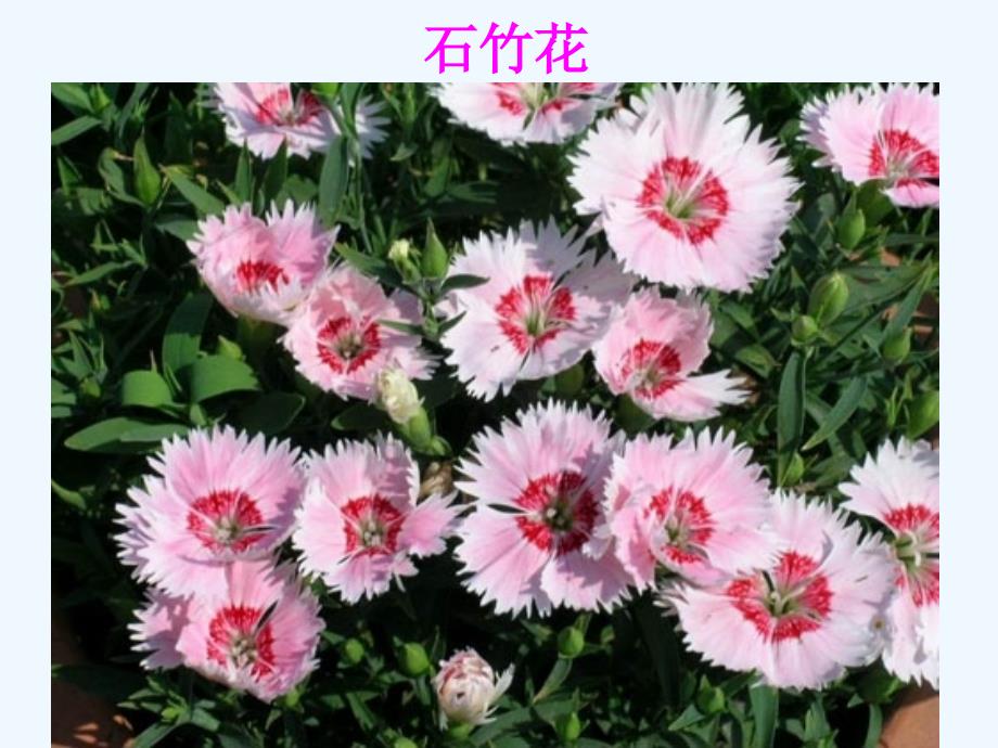 花卉欣赏——石竹花_第4页