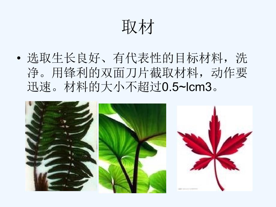 植物组织切片_第3页