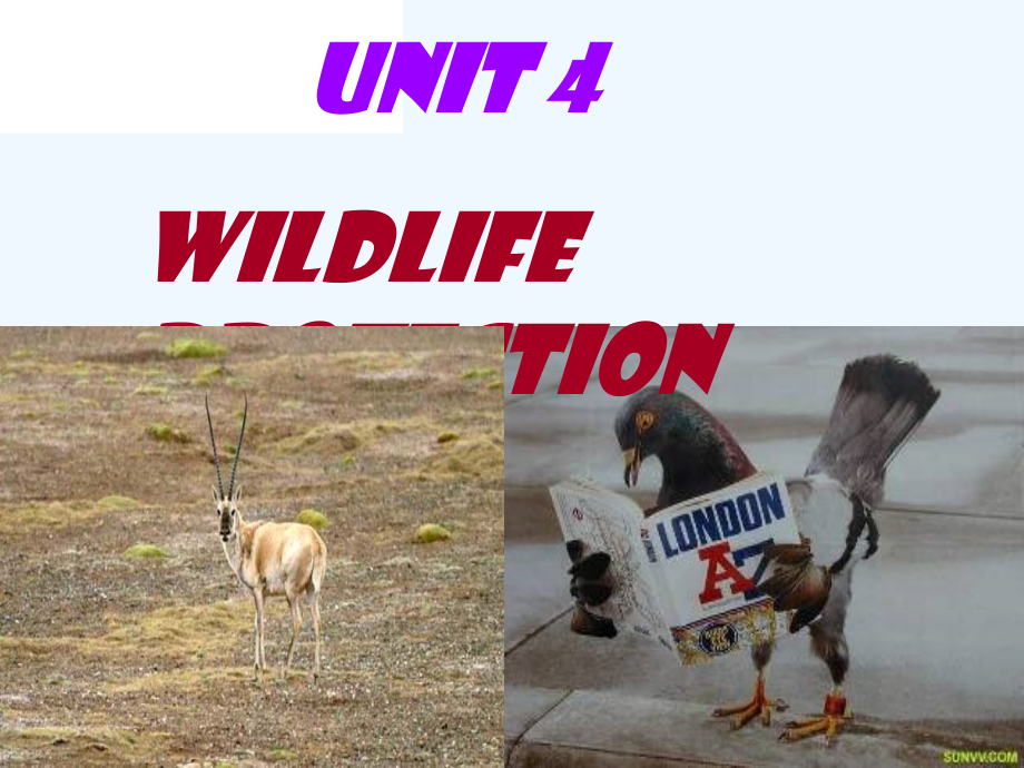 人教新课标必修二+unit+4+wildlife+protection[综合课件下载]_第1页