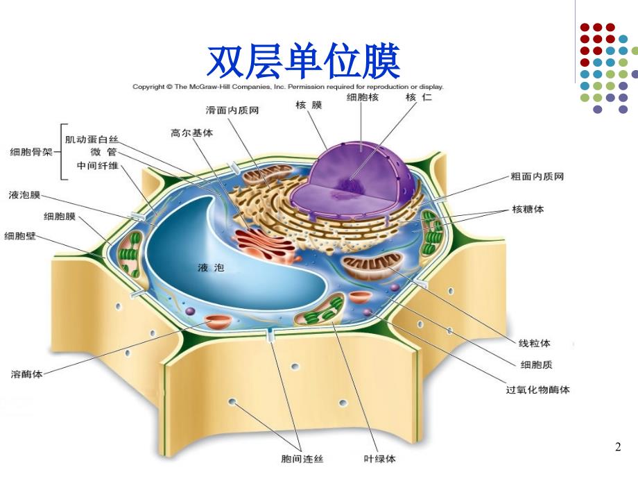 [寄生虫学]nucleus细胞核_第2页