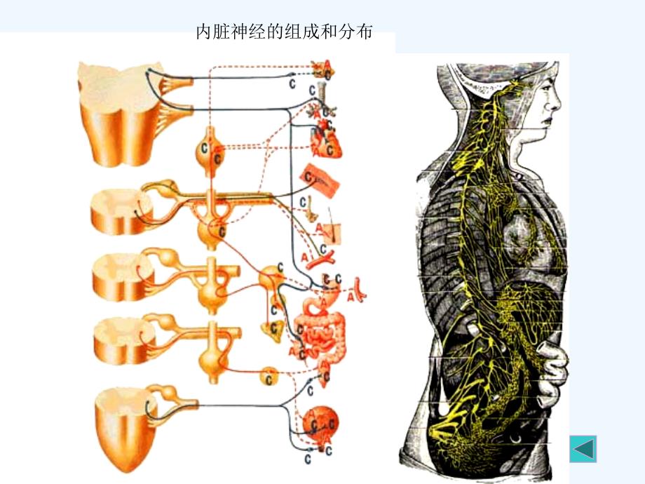 植物神经_第3页