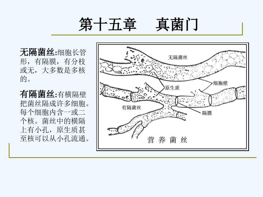 药用植物学-淅江大学15真菌门_第4页