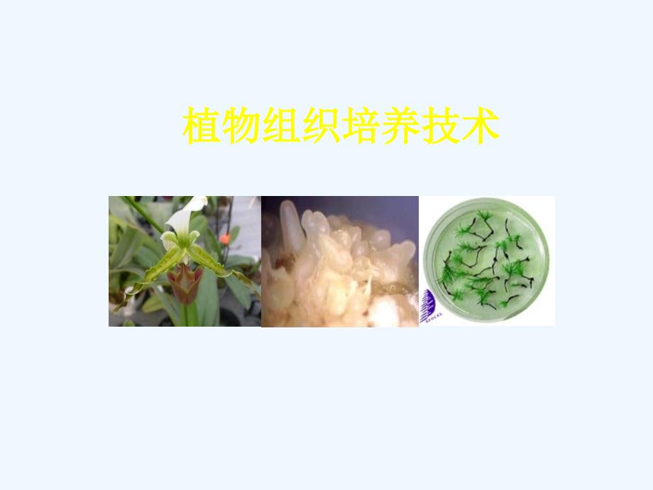 植物组织培养教程+李浚明0_第1页